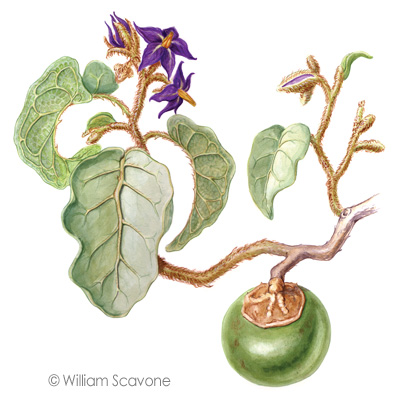 Solanum lycocarpum